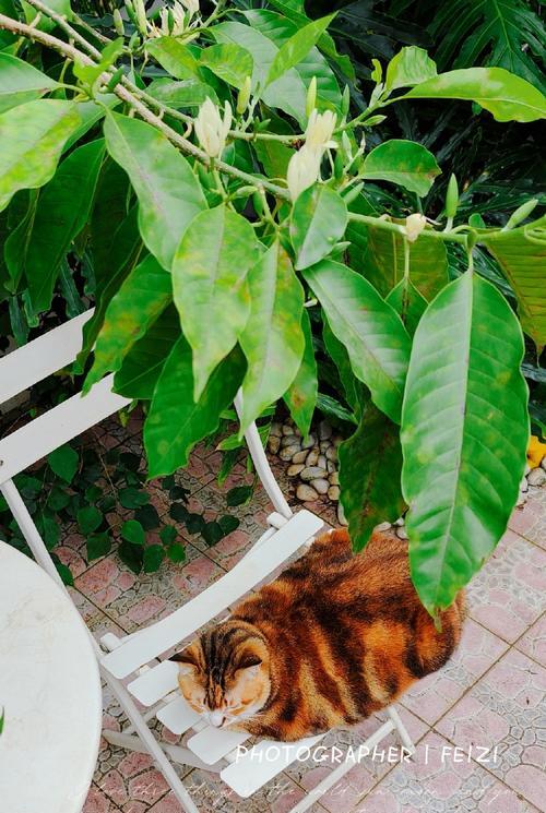冬天阳台养猫必备花卉？哪些花对猫无害且适合阳台？