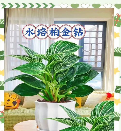 水培金钻叶子发黄的解决方法是什么？