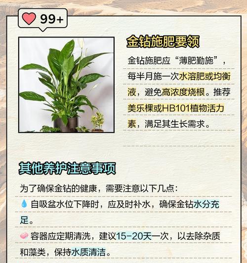 水培金钻叶子发黄的解决方法是什么？