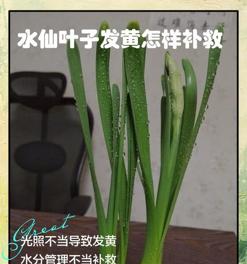 水培金钻叶子发黄的解决方法是什么？