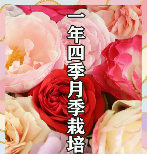 咔嚓月季的正确养护方法有哪些？