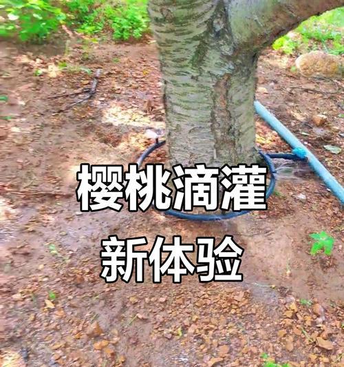 新种樱桃如何正确浇水？