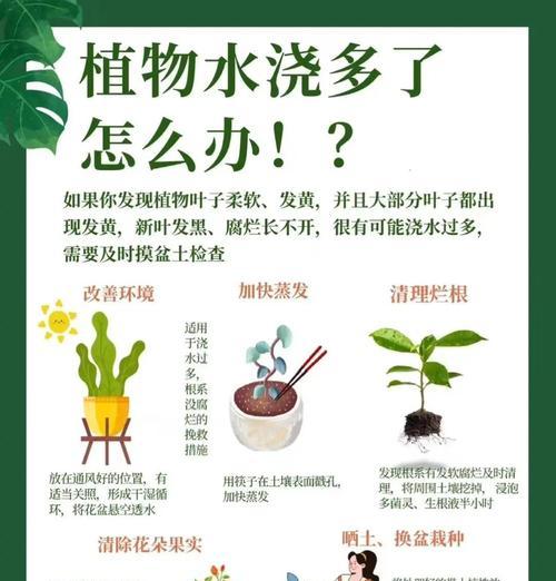 新种樱桃如何正确浇水？