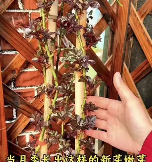 劈接嫩芽月季的养护和管理方法是什么？