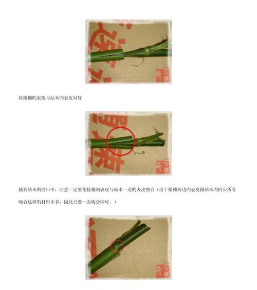 劈接嫩芽月季的养护和管理方法是什么？