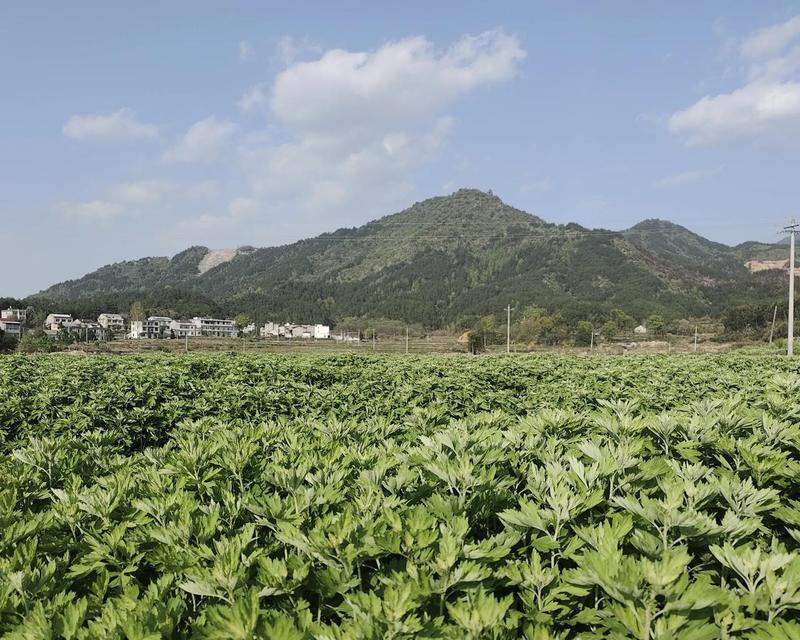 艾草叶子如何正确贮存以防止变黄？
