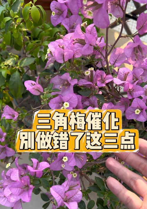 三角梅三四月养护要点是什么？