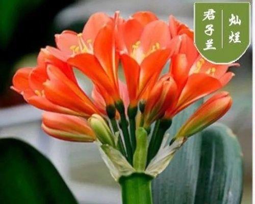君子兰大苗四季养护方法是什么？