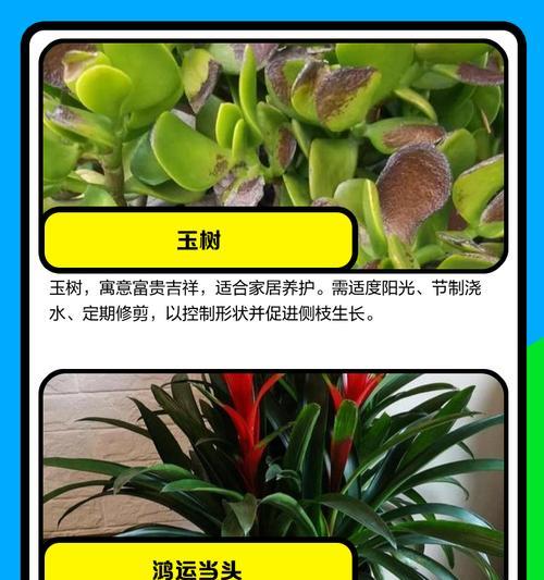 阳台种植花卉有哪些禁忌？