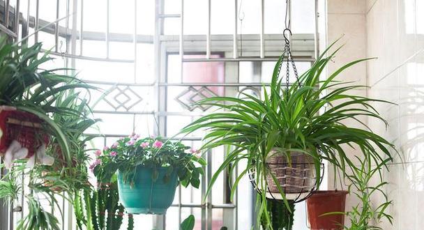 阳台种植花卉有哪些禁忌？