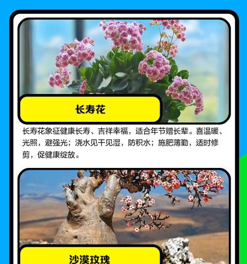 阳台种植花卉有哪些禁忌？