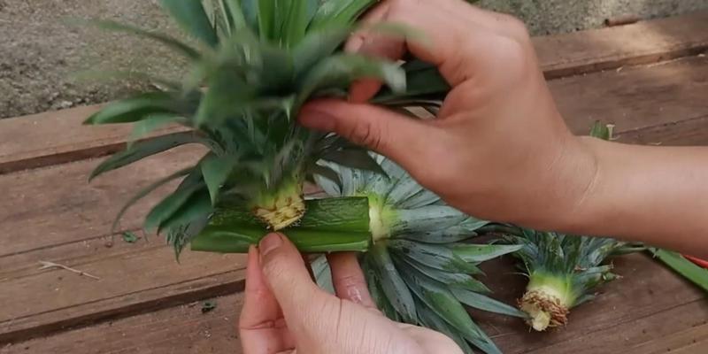 种菠萝头叶子发黄的解决措施有哪些？