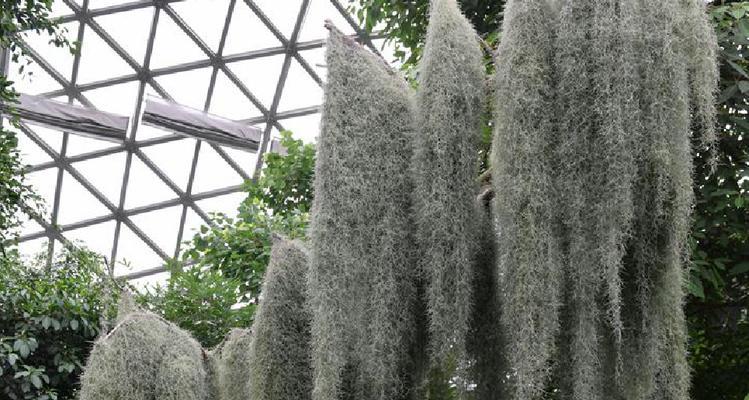 老人适合种植哪些观赏植物？