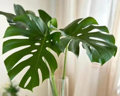 老人适合种植哪些观赏植物？