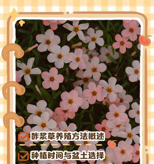 醋姜草种球的最佳播种时间是什么时候？