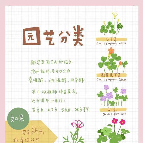醋姜草种球的最佳播种时间是什么时候？