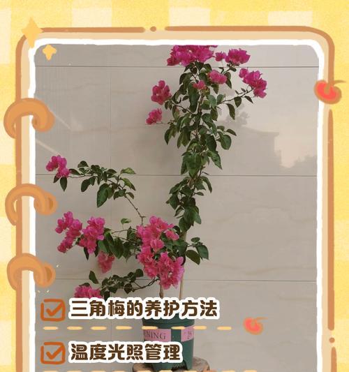 三角梅生根后养护需要注意什么？