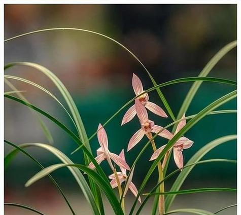 翠儿花卉盆景的正确养护方法是什么？