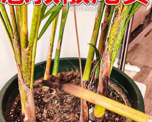 自制盆栽竹子肥料的方法有哪些？