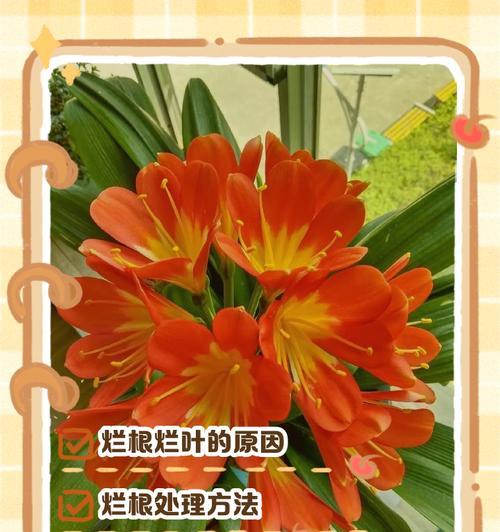 君子兰黄叶根的原因是什么？