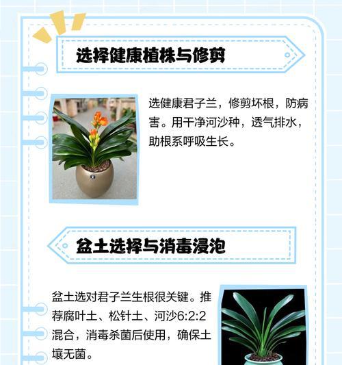 君子兰黄叶根的原因是什么？