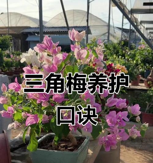 三角梅一寸三弯的养护技巧是什么？
