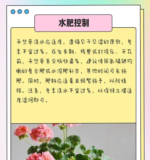 天竺葵半边黄叶是什么原因？如何改善叶子发黄？