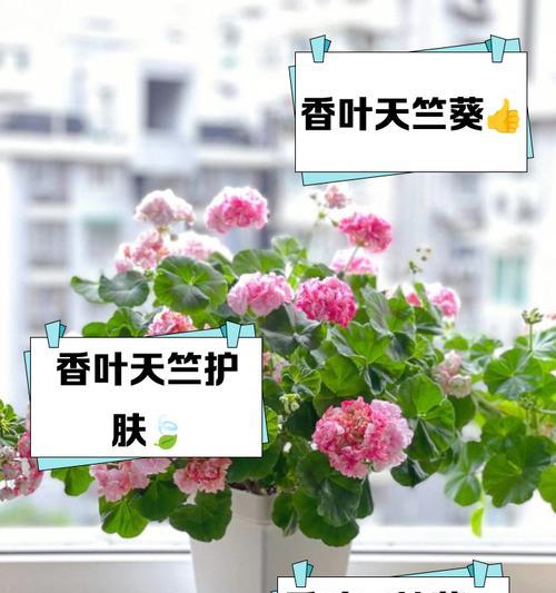 天竺葵半边黄叶是什么原因？如何改善叶子发黄？