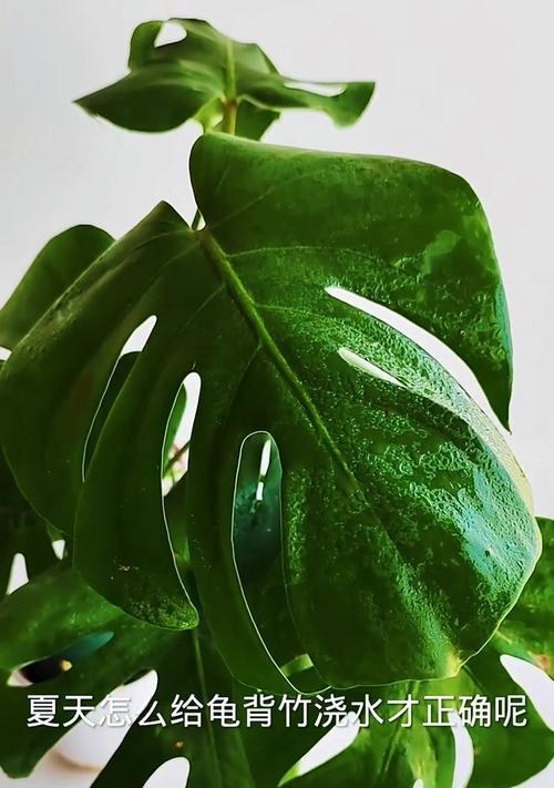 夏天如何正确给育苗浇水？育苗浇水的正确方法是什么？