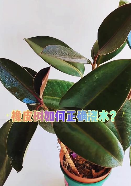 夏天如何正确给育苗浇水？育苗浇水的正确方法是什么？