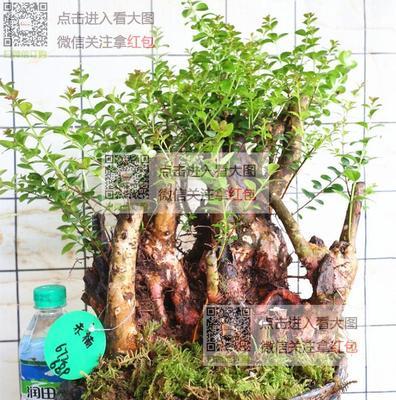 红芽木叶子发黄怎么办？如何诊断和解决？