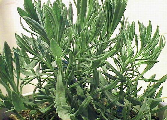 香草针叶植物的特点是什么？香草针叶植物的养护技巧有哪些？
