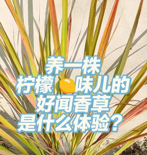 香草针叶植物的特点是什么？香草针叶植物的养护技巧有哪些？