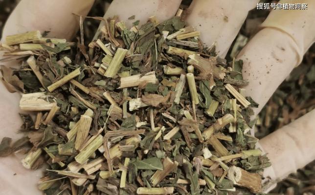 香草针叶植物的特点是什么？香草针叶植物的养护技巧有哪些？