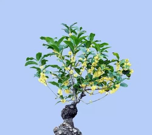 蓝色花盆小盆景的养护技巧有哪些？
