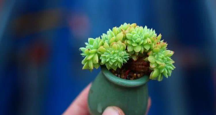 蓝色花盆小盆景的养护技巧有哪些？