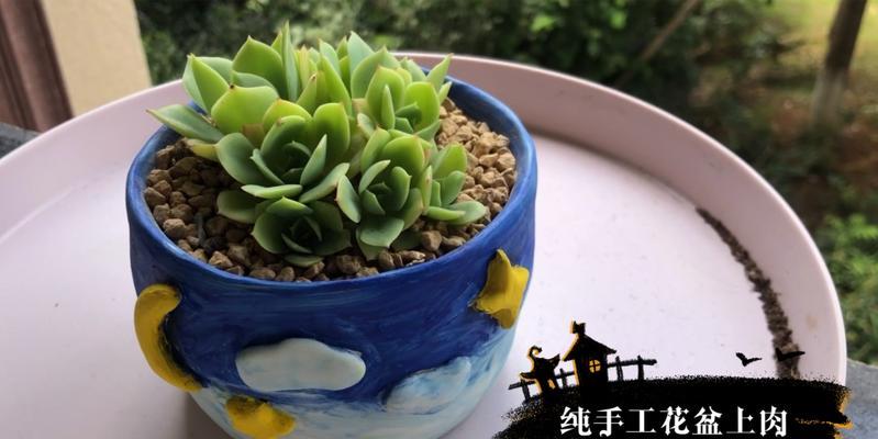 蓝色花盆小盆景的养护技巧有哪些？