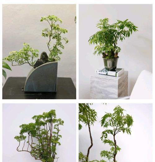精品福寿盆景的养护技巧有哪些？