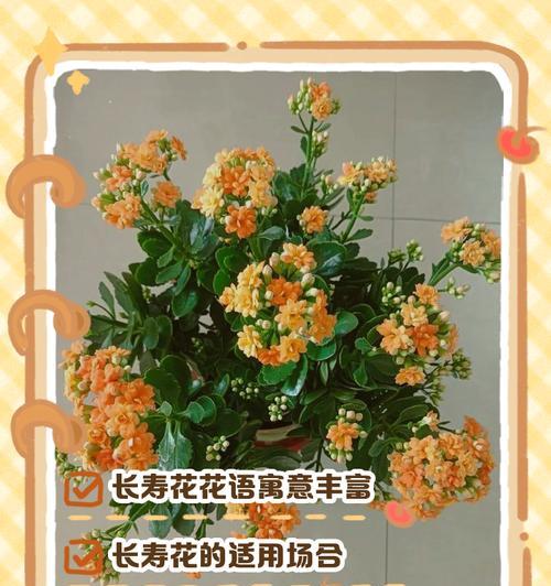 精品福寿盆景的养护技巧有哪些？