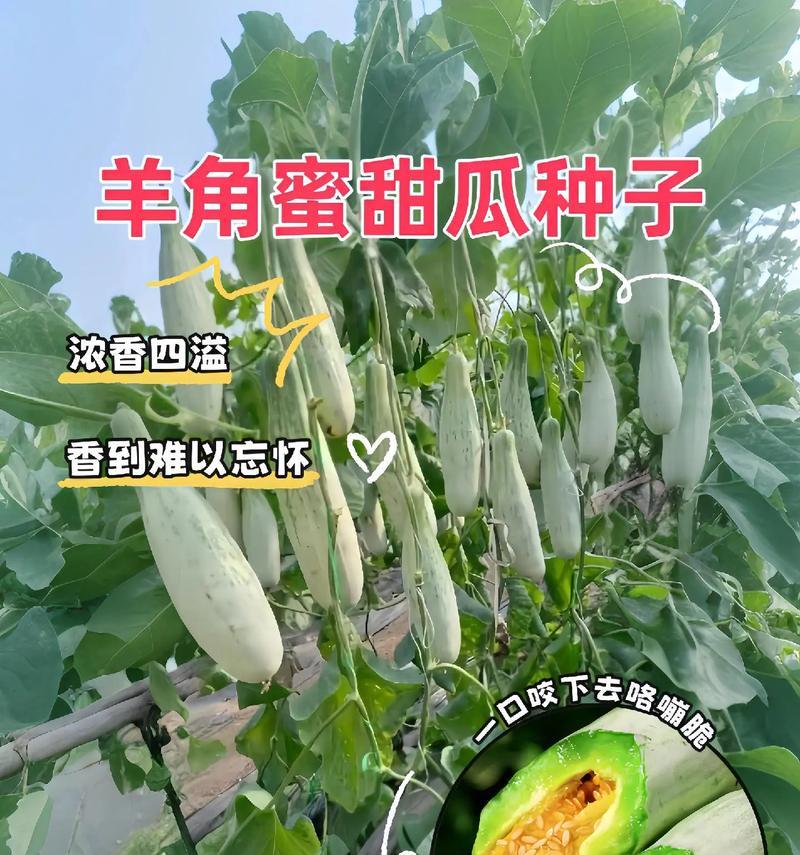 甜瓜种子栽培的关键技术要点是什么？