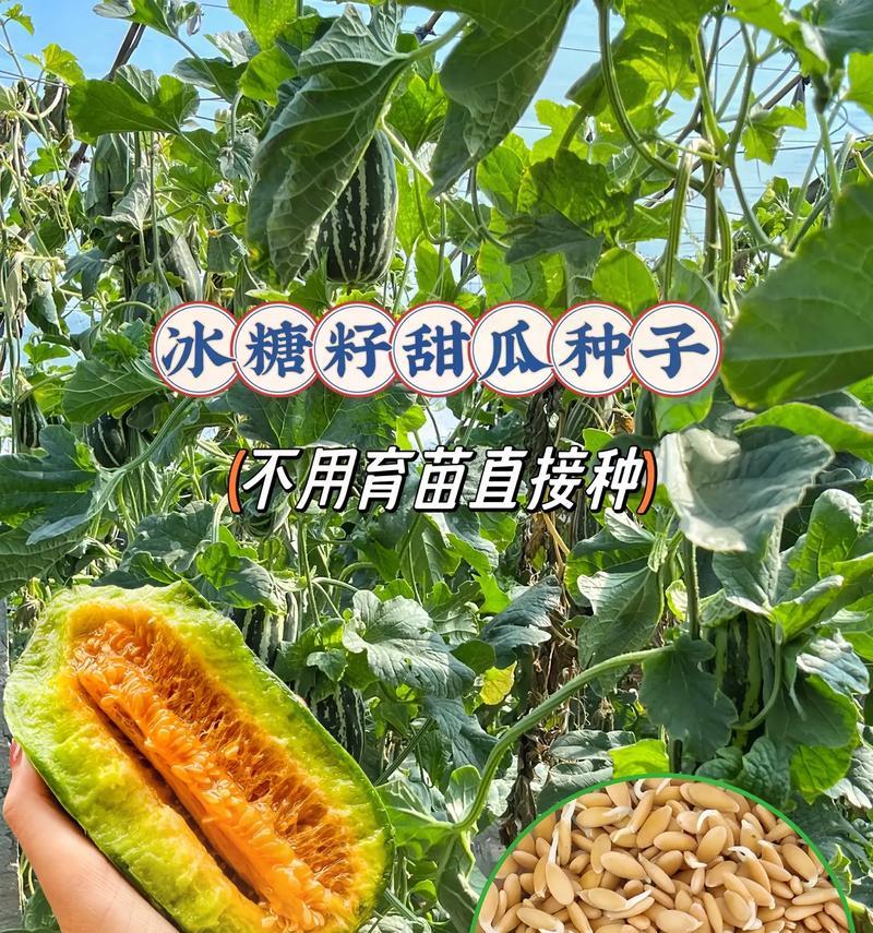 甜瓜种子栽培的关键技术要点是什么？