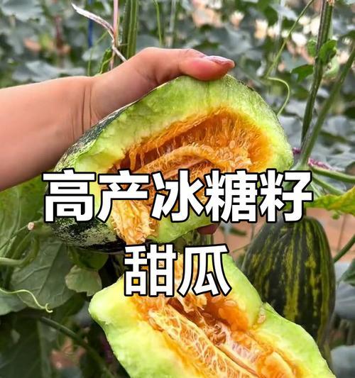甜瓜种子栽培的关键技术要点是什么？