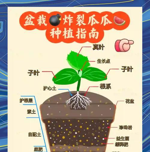 套袋西瓜栽培技术要点有哪些？如何提高西瓜的品质？