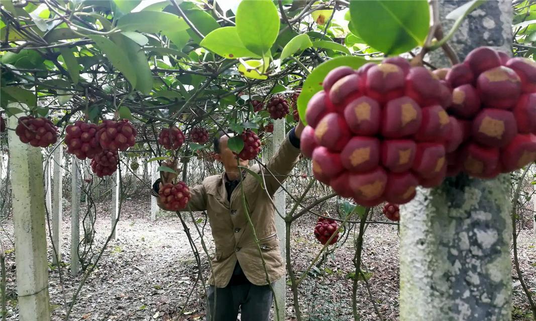 五味子作为观赏植物的特点是什么？