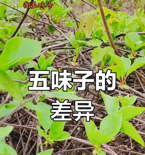 五味子作为观赏植物的特点是什么？