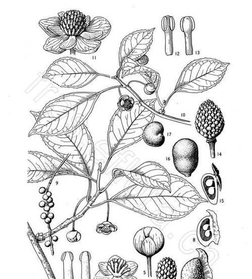 五味子作为观赏植物的特点是什么？