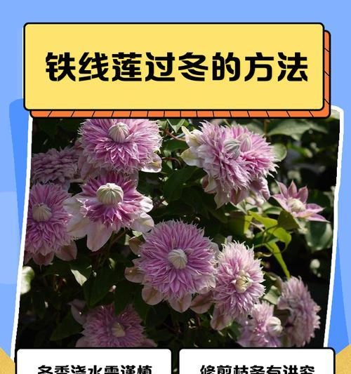 铁线莲秋季叶子养护的正确方法是什么？