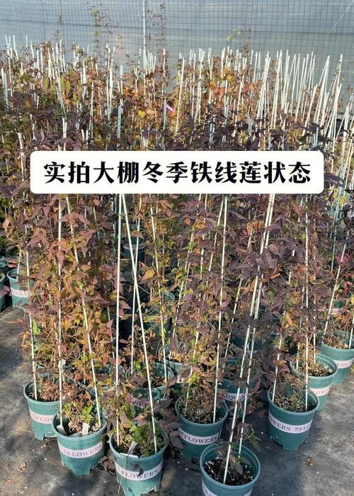 铁线莲秋季叶子养护的正确方法是什么？