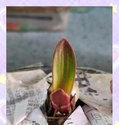 君子兰叶面有横纹怎么办？横纹出现的原因和解决方法是什么？