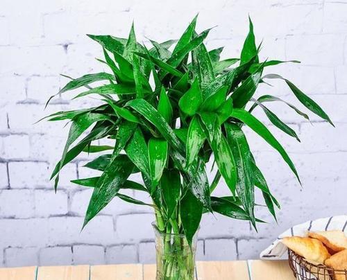 家庭中适合养哪些观赏植物？